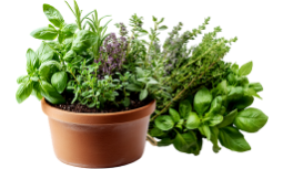 Zioła cięte i doniczkowe